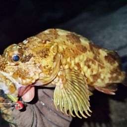 カサゴ