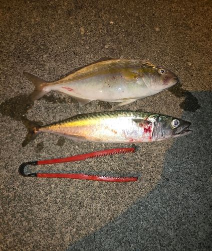 ショゴの釣果