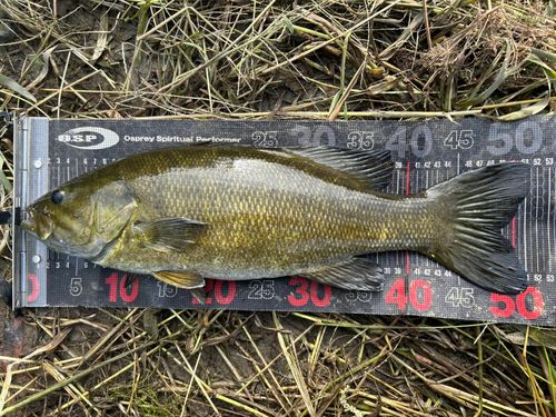 スモールマウスバスの釣果
