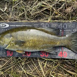 スモールマウスバス