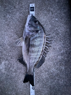 クロダイの釣果