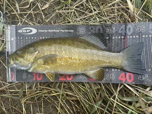 スモールマウスバスの釣果
