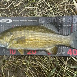 スモールマウスバス