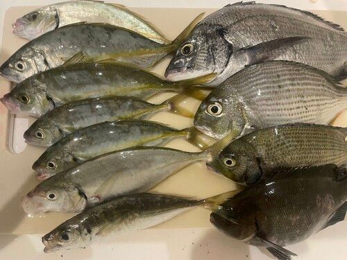 シマアジの釣果