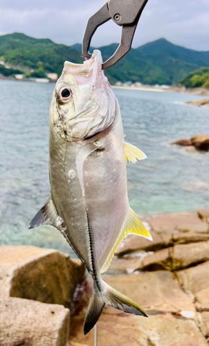 ギンガメアジの釣果