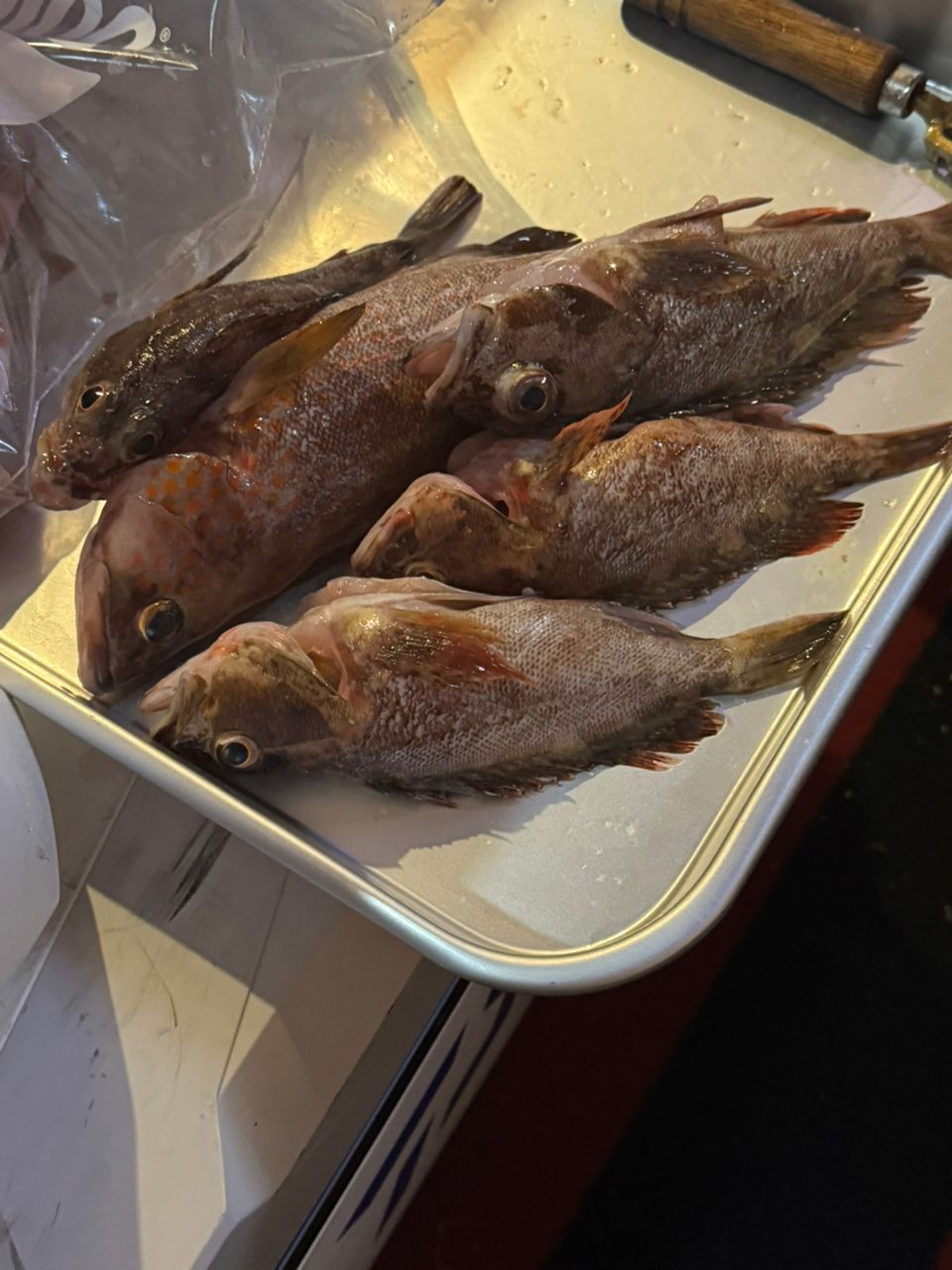 若造りジャパンさんの釣果 2枚目の画像