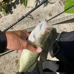 ブラックバス
