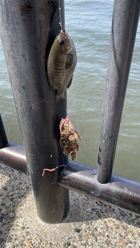 メジナの釣果