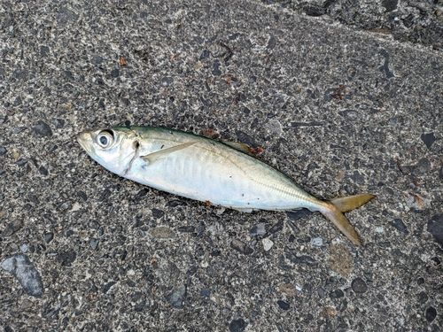 ソウダガツオの釣果