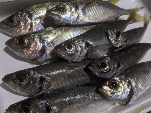 マアジの釣果