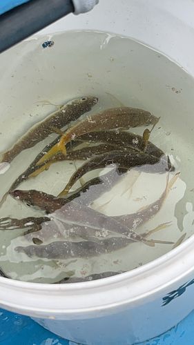 木更津沖堤防