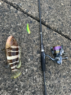 アオハタの釣果