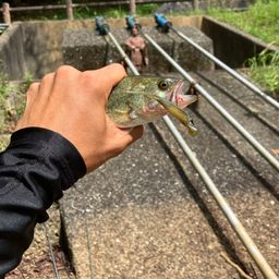 ブラックバス