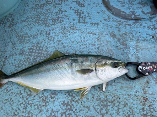 ハマチの釣果