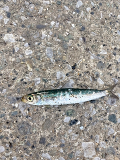 ウルメイワシの釣果
