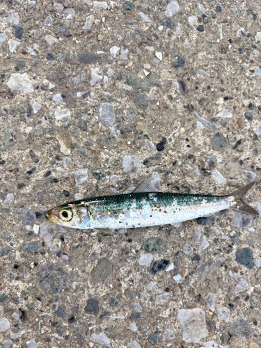 ウルメイワシの釣果