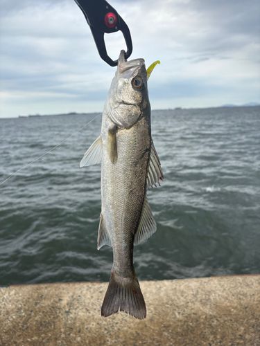 日本海