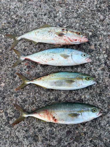 フクラギの釣果