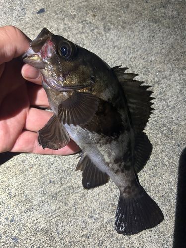 メバルの釣果