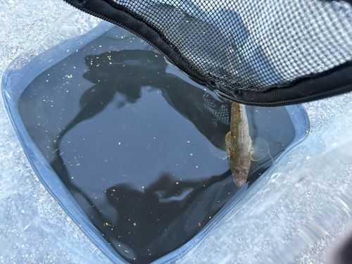 ハゼの釣果