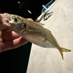 アジ
