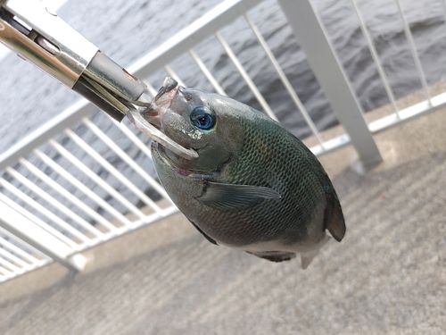 メジナの釣果