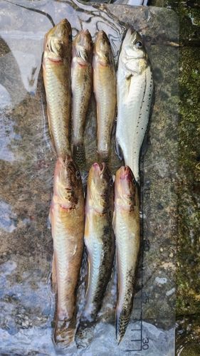 マハゼの釣果