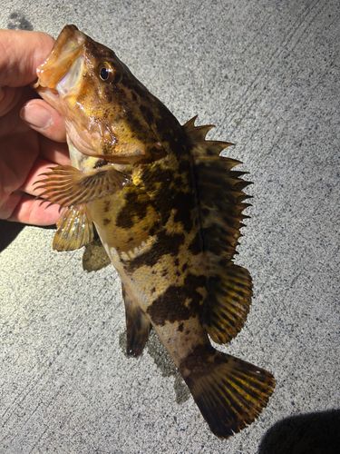 タケノコメバルの釣果