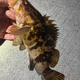 タケノコメバル