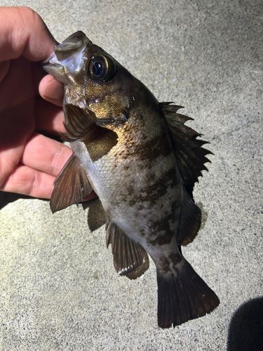 メバルの釣果