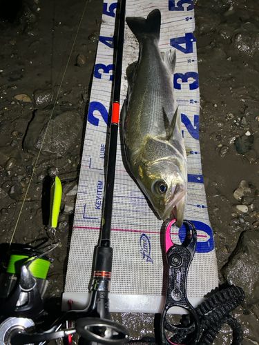 シーバスの釣果