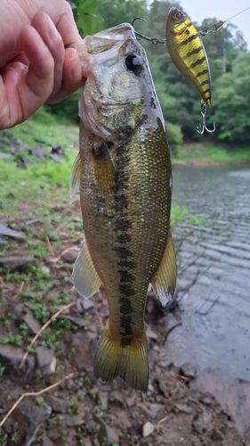 ブラックバスの釣果