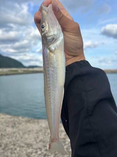 キスの釣果