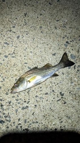 セイゴ（マルスズキ）の釣果