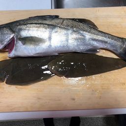 フッコ（マルスズキ）