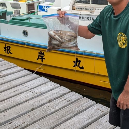 シロギスの釣果