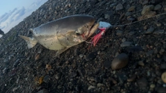 アキアジの釣果