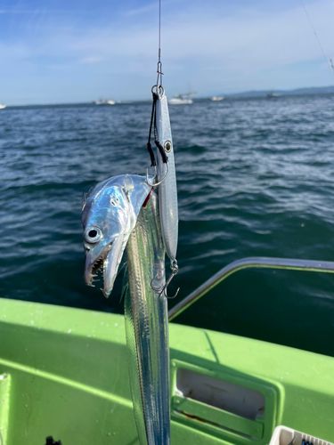 タチウオの釣果