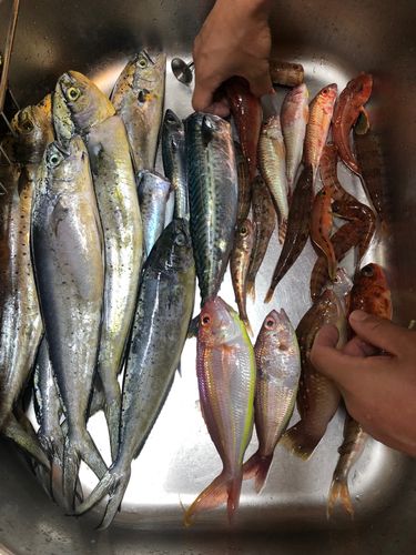 釣果