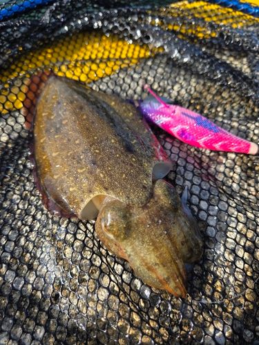 モンゴウイカの釣果