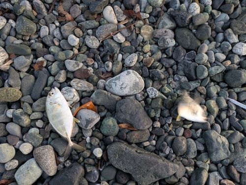 メッキの釣果