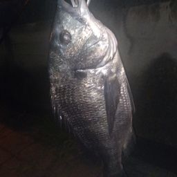 クロダイ