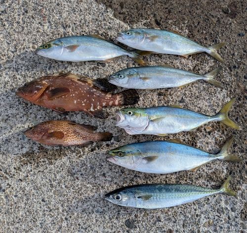 ワカシの釣果