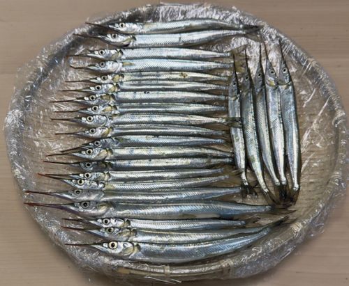 サヨリの釣果