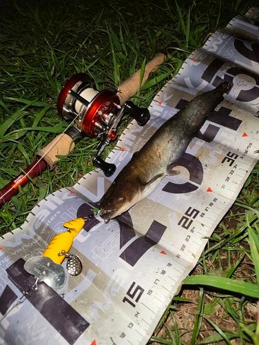 ナマズの釣果