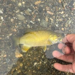 スモールマウスバス