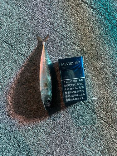 気仙沼港