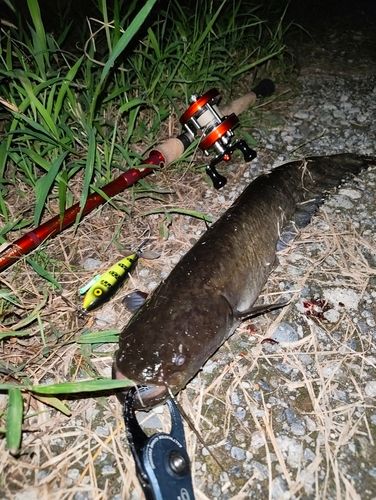 ナマズの釣果
