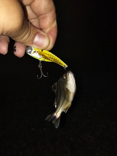 コトヒキの釣果