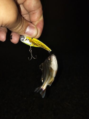 コトヒキの釣果